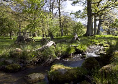 Local Stream